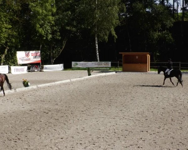 Reitturnier Ditzingen 2023
