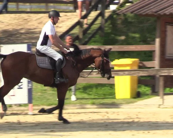 Reitturnier Buchenhof-Ibbenbüren 2023