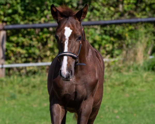 Pferd Santo d‘Amour (Hannoveraner, 2023, von San To Alati FRH)