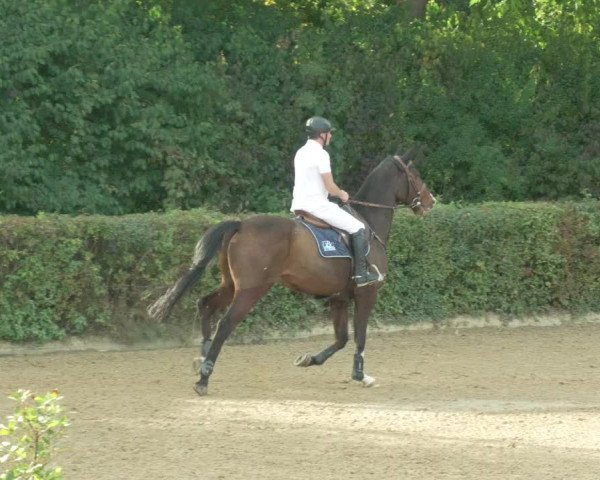 Reitturnier Böblingen 2021