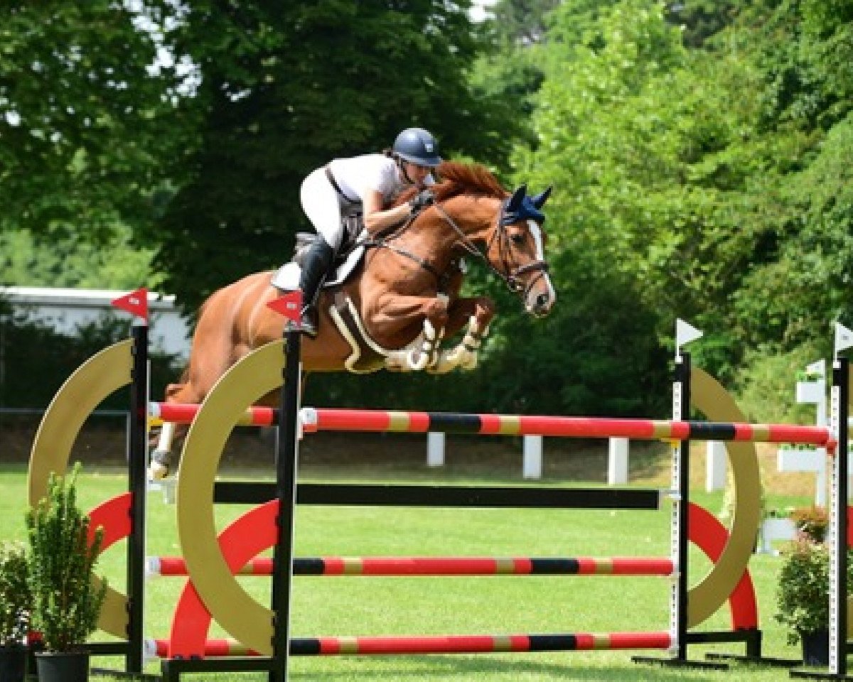jumper Bibi Blocksberg 26 (Hanoverian, 2013, from Balou du Rouet)