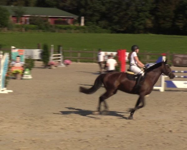 Reitturnier Loop/ Looperholz 2023