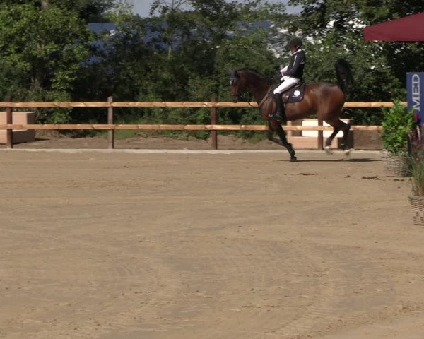 Reitturnier Scharnebeck 2023