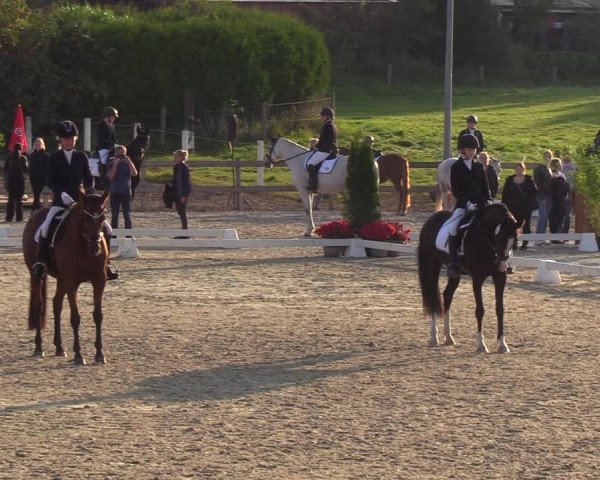 Reitturnier Loop/ Looperholz 2023