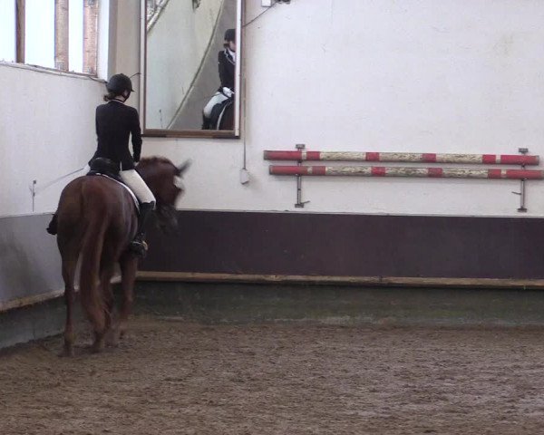 Reitturnier Albersloh 2023