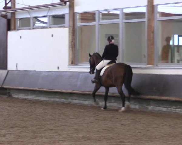 Reitturnier Albersloh 2023