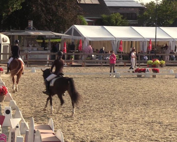 Reitturnier Loop/ Looperholz 2023