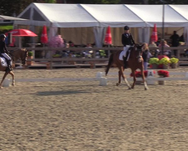 Reitturnier Loop/ Looperholz 2023