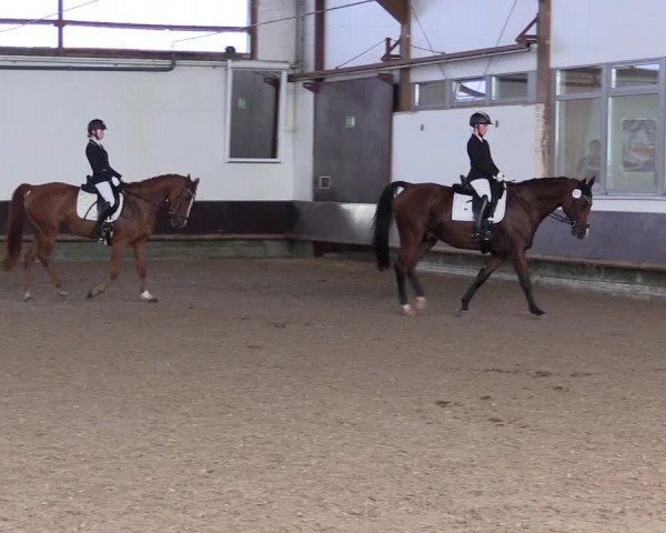 Reitturnier Albersloh 2023