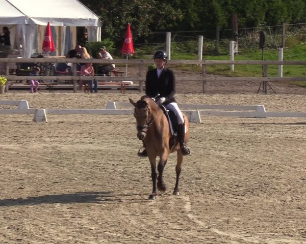 Reitturnier Loop/ Looperholz 2023