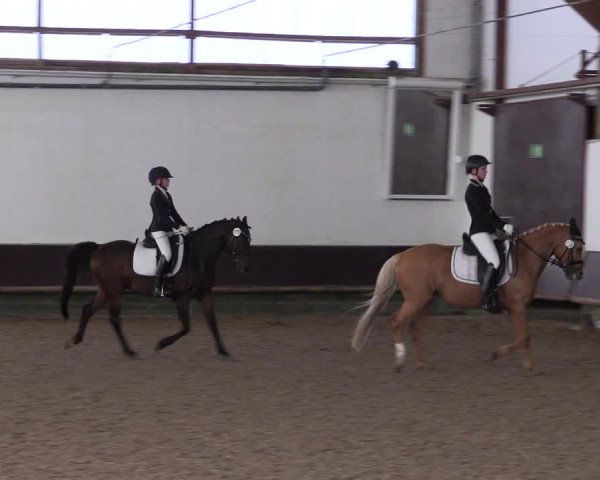 Reitturnier Albersloh 2023