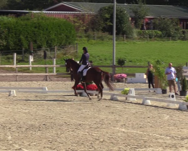 Reitturnier Loop/ Looperholz 2023