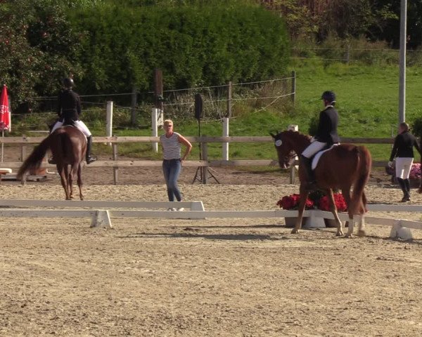 Reitturnier Loop/ Looperholz 2023