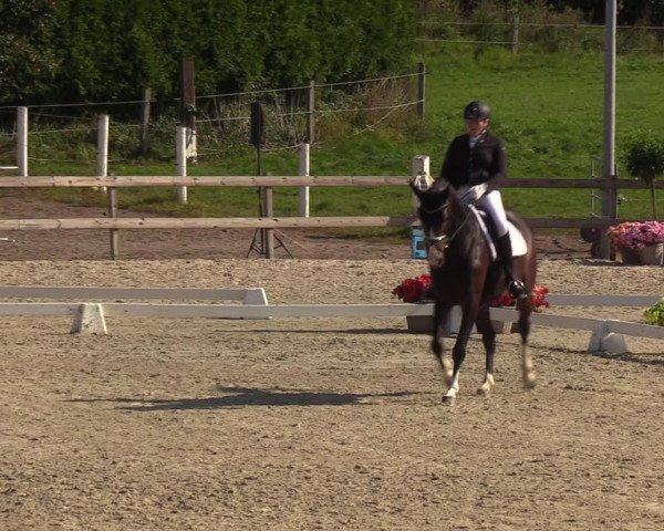 Reitturnier Loop/ Looperholz 2023