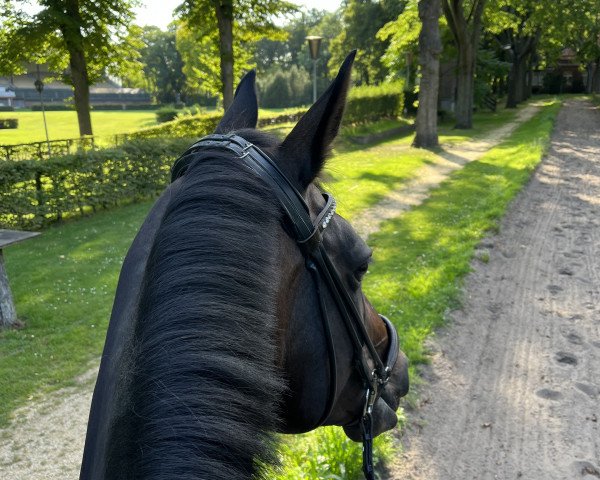 dressage horse Bella Lotta F (Westphalian, 2013, from Bordeaux 28)