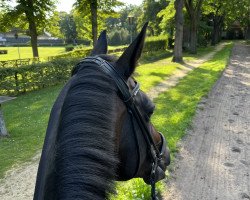 dressage horse Bella Lotta F (Westphalian, 2013, from Bordeaux 28)