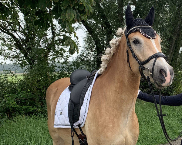 dressage horse Solo 140 (Haflinger, 2019, from liz. 410/T Sevruga)