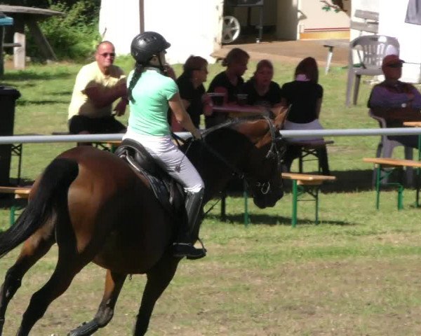 Reitturnier Wernigerode 2023