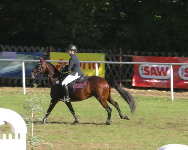 Reitturnier Wernigerode 2023