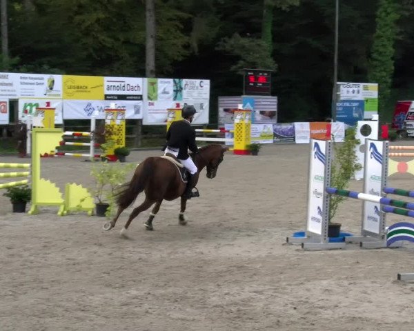 Reitturnier Sins 2023