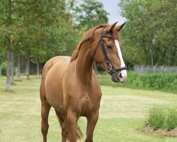 horse Titolina (Mecklenburg, 2017, from Titolas)