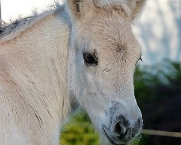 horse Neuensteins Kvestur (Fjord Horse, 2016, from Kelvin)
