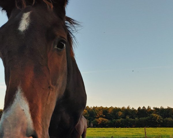 horse Ranjana (Holsteiner, 2023, from Lentini)