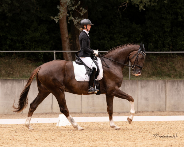 dressage horse Don Samuraj (Oldenburg, 2018, from Don Olymbrio)