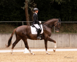 dressage horse Don Samuraj (Oldenburg, 2018, from Don Olymbrio)