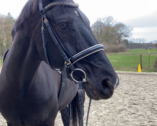dressage horse Darth Vaida (Hanoverian, 2005, from Dauphin) dressage horse Darth Vaida (Hanoverian, 2005, from Dauphin)
