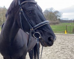 Dressurpferd Darth Vaida (Hannoveraner, 2005, von Dauphin)