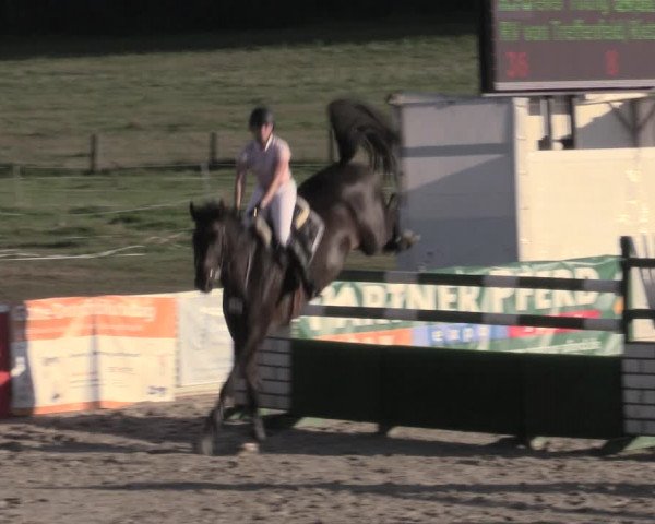 Reitturnier Bad Schmiedeberg 2023