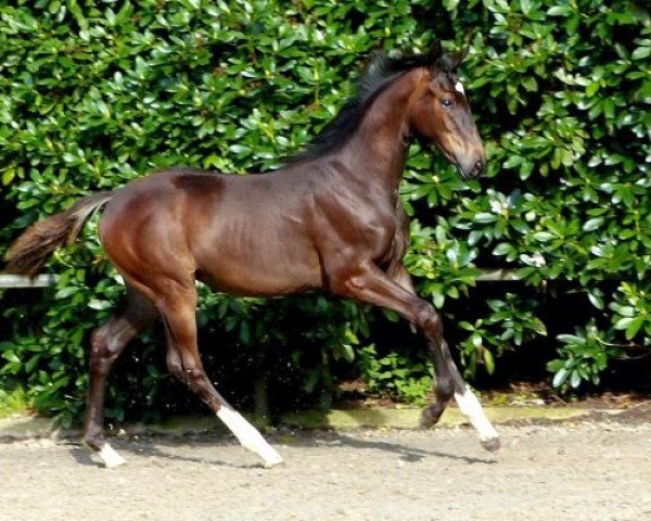 Pferd Stute von St. Schufro / Laurentio (Oldenburger, 2020, von St. Schufro)