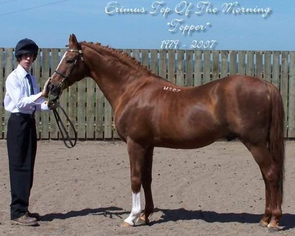 stallion Erimus Top Of The Morning (British Riding Pony, 1979, from Erimus Film Star)