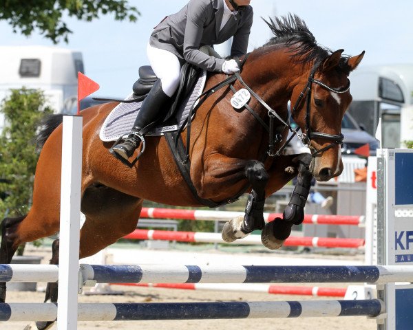 jumper Stella-Stakete (Hanoverian, 2014, from Stanley)