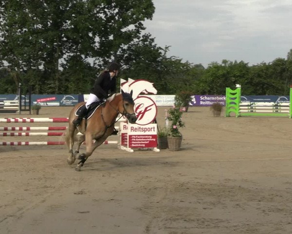 Reitturnier Scharnebeck 2023