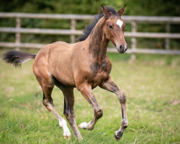 horse Con Divertido (Holsteiner, 2023, from Conthalou)