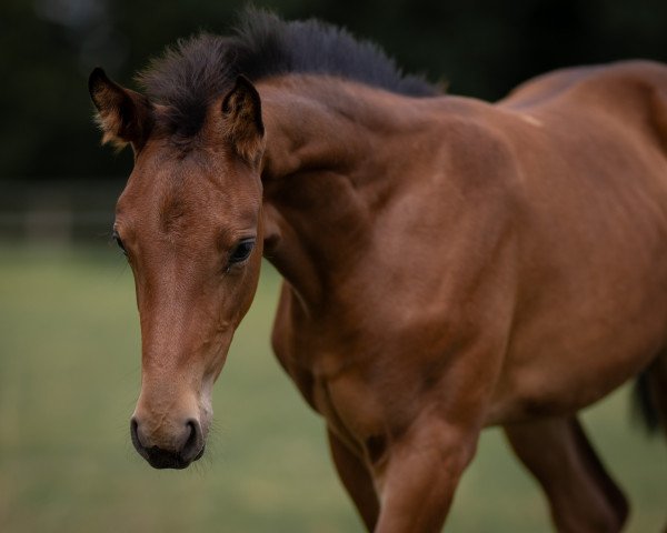horse Magic Majestra W (Hanoverian, 2023, from Maracana)