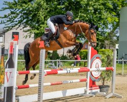 jumper Cataro 14 (Hanoverian, 2018, from Crown Z)