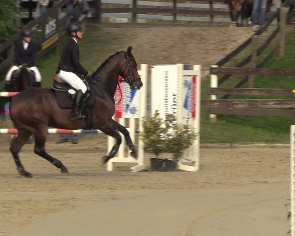 Reitturnier Buchenhof-Ibbenbüren 2023