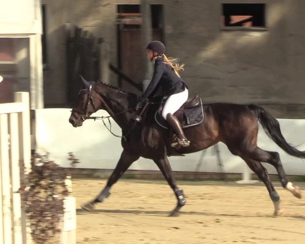 Reitturnier Buchenhof-Ibbenbüren 2023