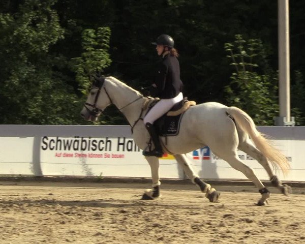 Reitturnier Buchenhof-Ibbenbüren 2023