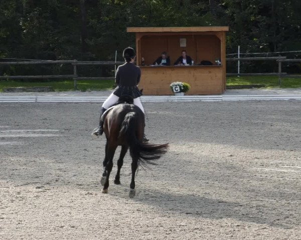 Reitturnier Ditzingen 2023