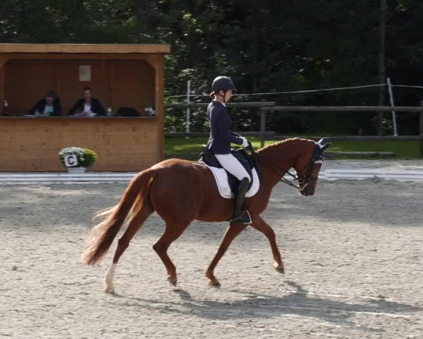 Reitturnier Ditzingen 2023