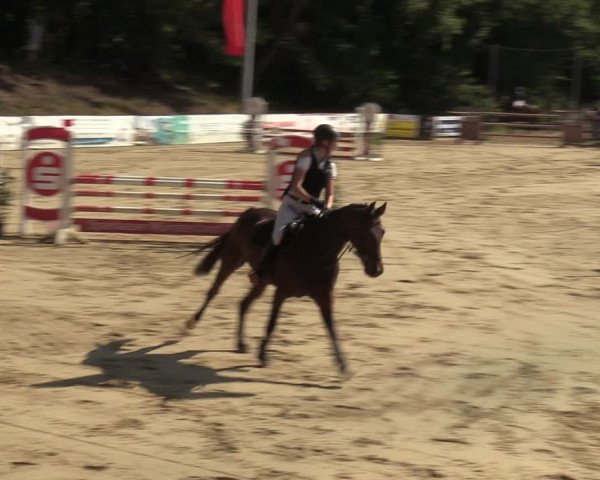 Reitturnier Albersloh 2023