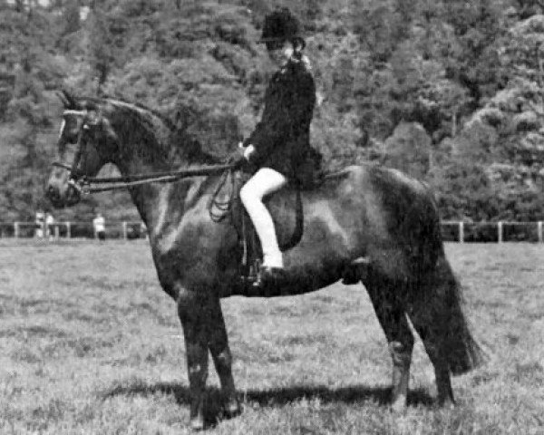 horse Waxwing Dreams Of Glory (British Riding Pony, 1983, from Cantref Glory)
