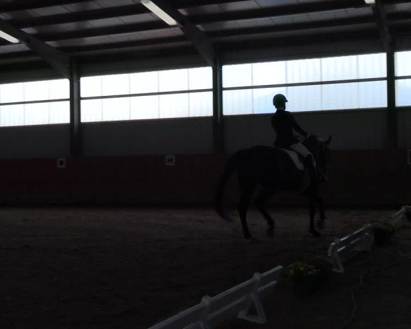 Reitturnier Marl, Hof Ostgathe 2023