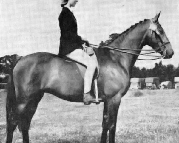 broodmare Cusop Ballerina (British Riding Pony, 1960, from Bwlch Valentino)