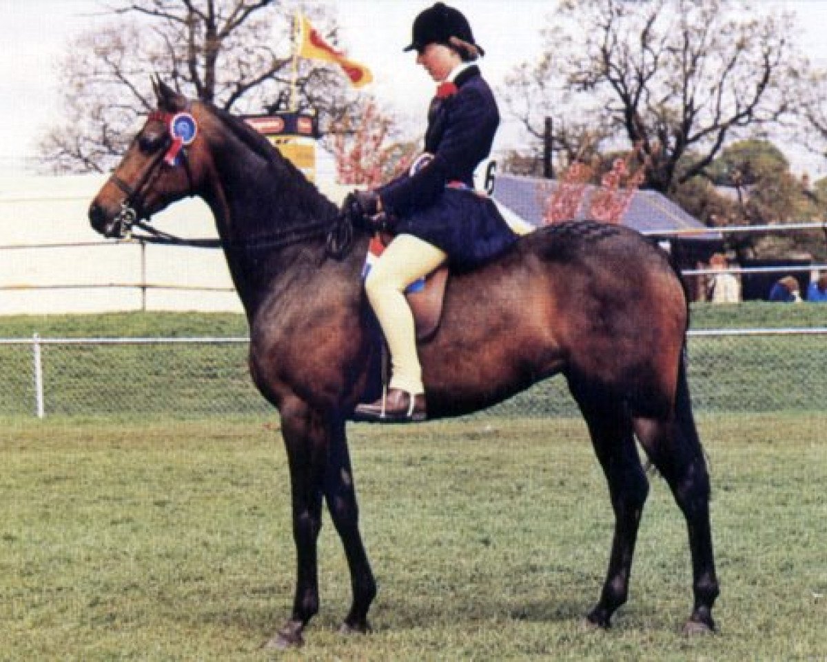 broodmare Serendignette (British Riding Pony, 1973, from Cusop Dignity)