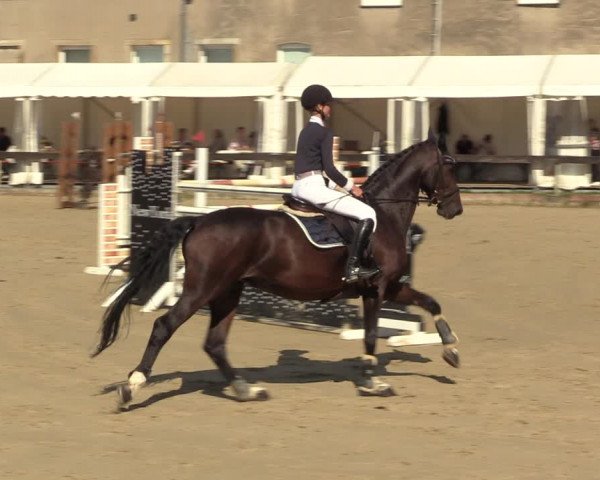 Reitturnier Buchenhof-Ibbenbüren 2023